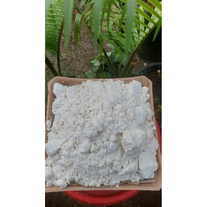 Jual sagu basah papeda khas indonesia timur 1kg | Shopee Indonesia