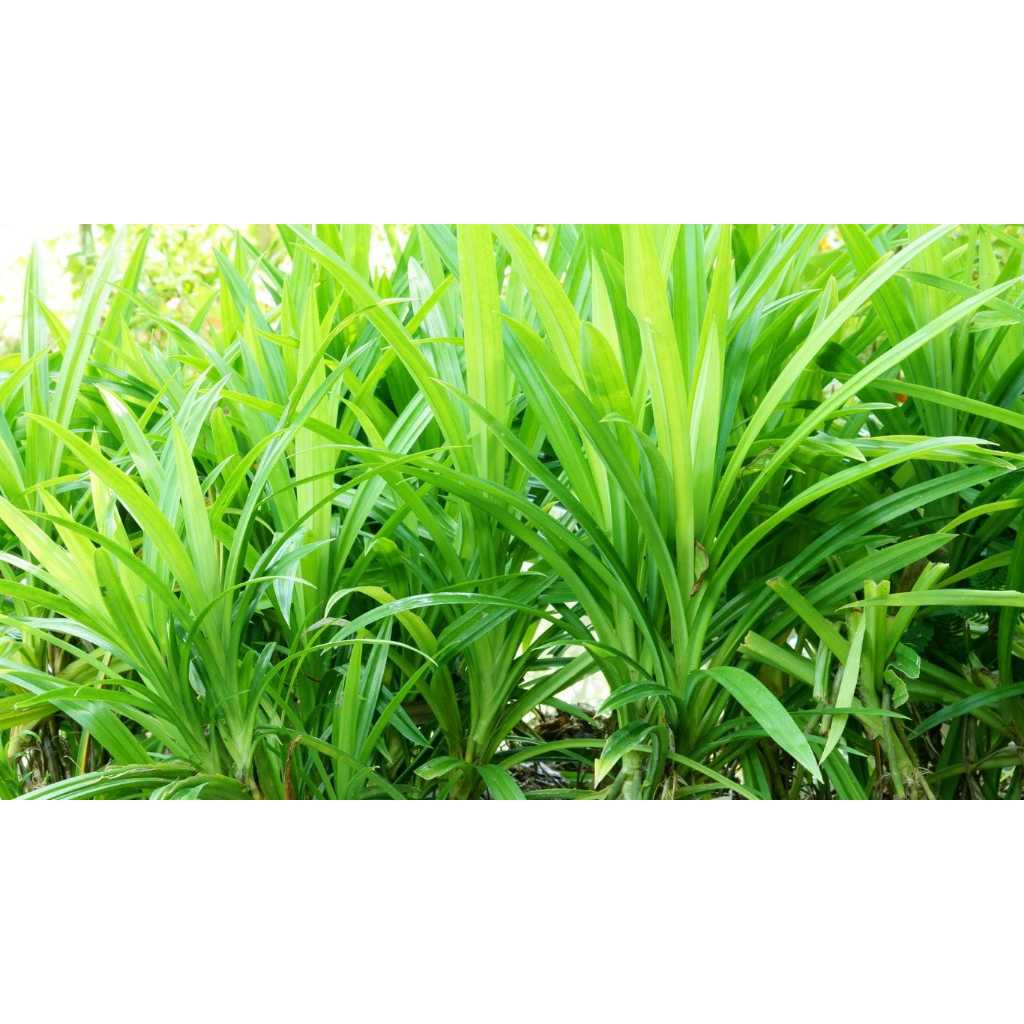 Jual DAUN PANDAN WANGI DAN SEGAR (1 LEMBAR) | Shopee Indonesia