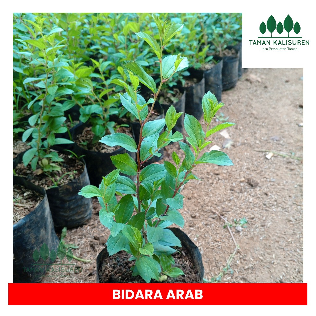 Jual Pohon Bidara Arab Asli Hidup Rimbun Tinggi 30 cm | Shopee Indonesia