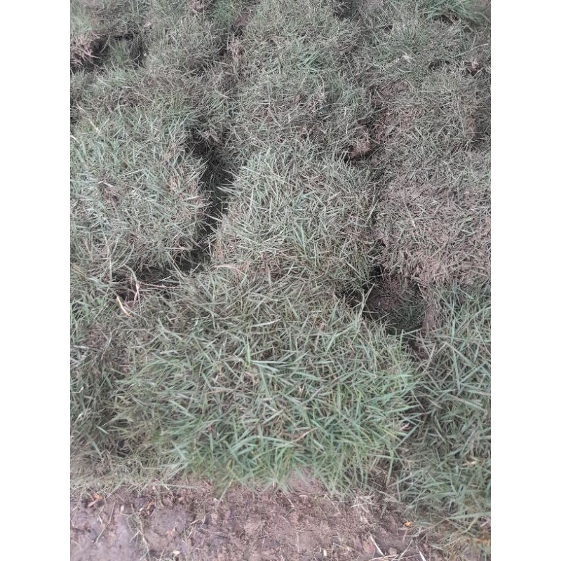 Jual Hiasan taman bunga pohon Rumput paking atau jepang bisa buat taman ...