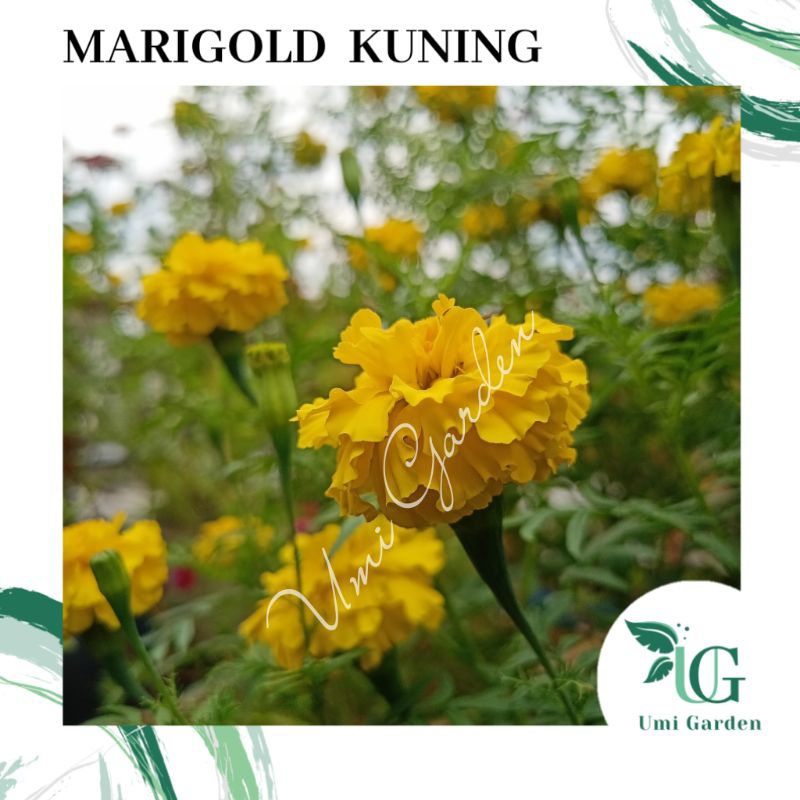 Jual 20 Biji Benih Bunga Marigold Kuning Tanaman Hias Telek Telekan ...