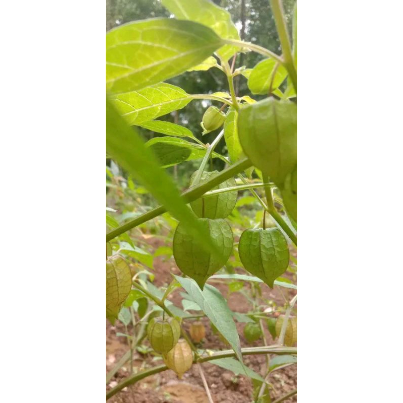 Jual Cecendet atau ciplukan asli dari kebun sendiri masih freshh ...