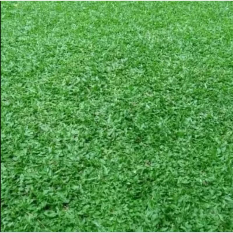 Jual Rumput gajah mini per Meter | Shopee Indonesia