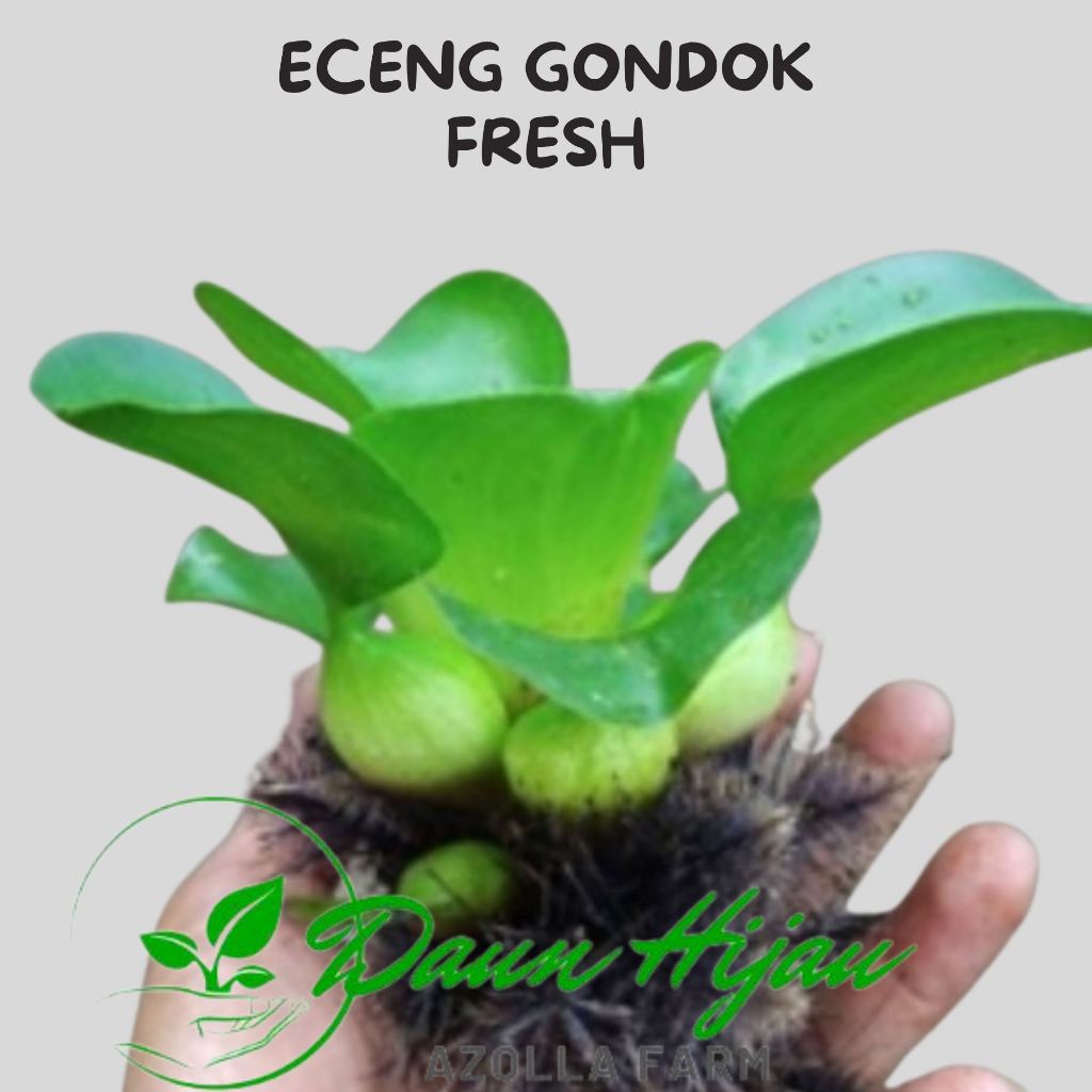 Jual Eceng Gondok Segar Tanaman Air Hias Kolam dan Aquascape | Shopee ...