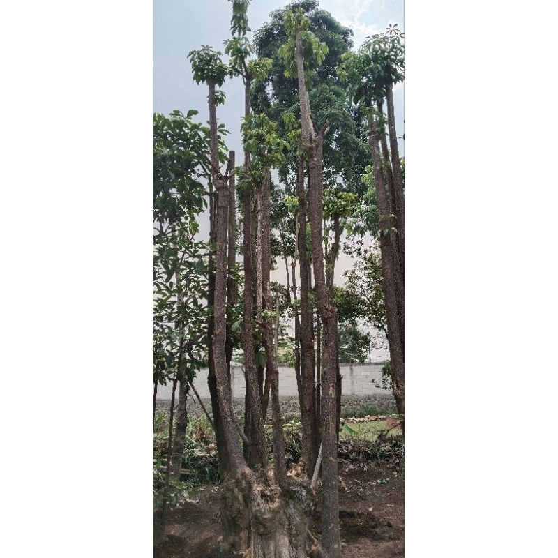 Jual pohon pule grouping berbagai macam ukuran | Shopee Indonesia