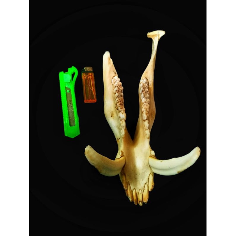 Jual Rahang Taring Babi Hutan | Shopee Indonesia