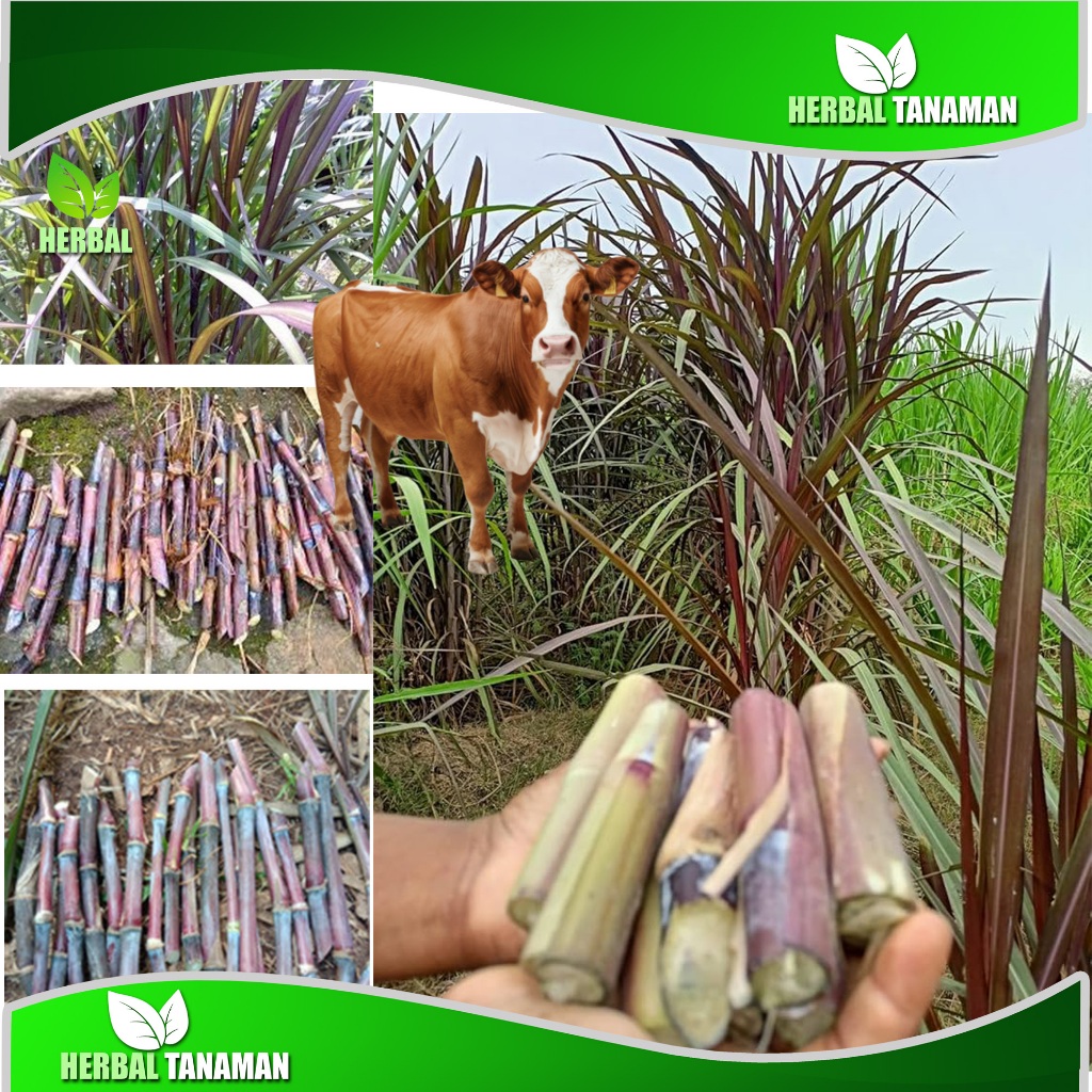 Jual Bibit rumput Ingres/Pakchong Merah super pakan ternak sapi ...
