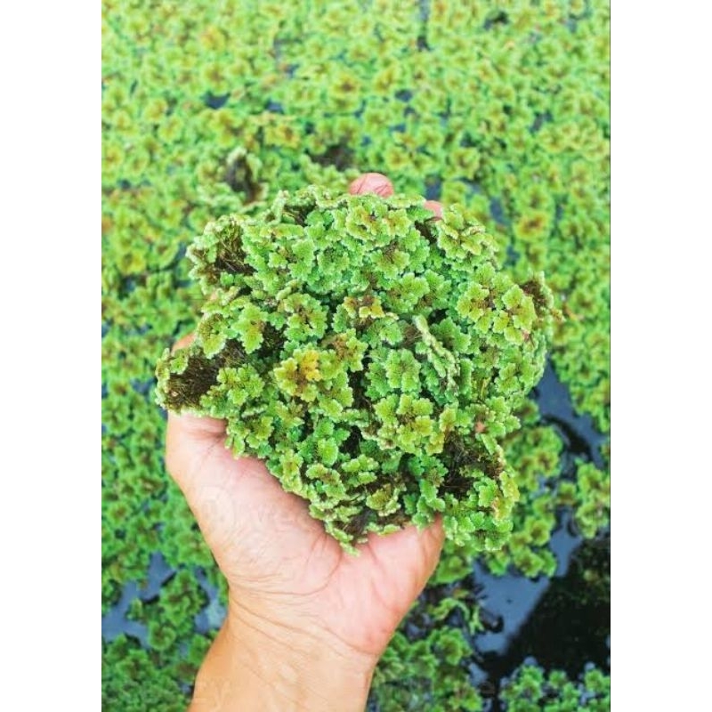 Jual Azolla 250gram | Shopee Indonesia