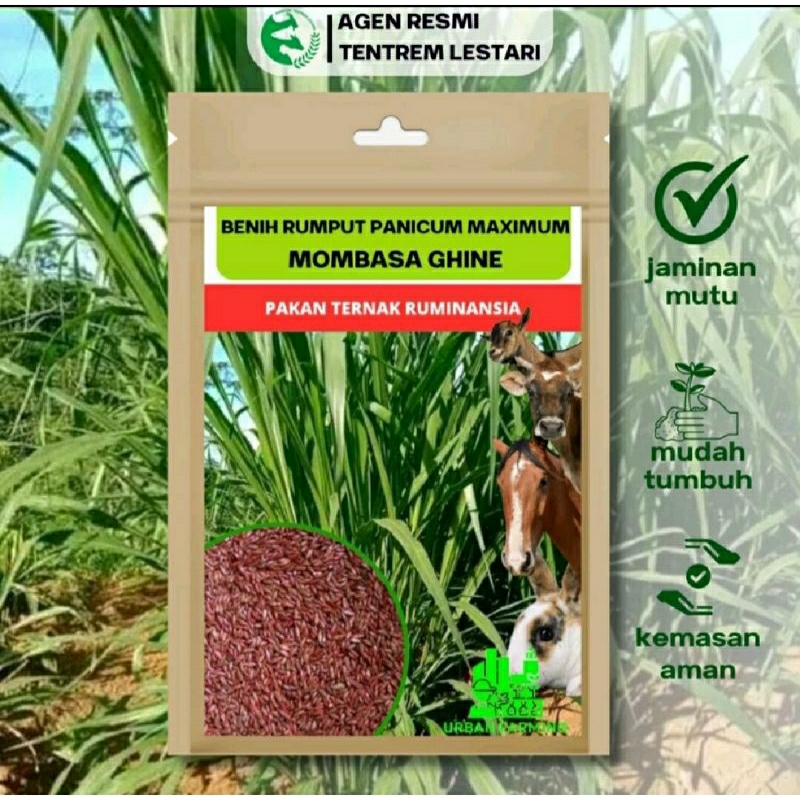Jual Benih Rumput Germiterra Brazil 1kg biji Rumut pakan Ternak Sapi ...