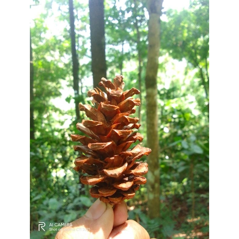 Jual Pinus/ buah pinus untuk hiasan atau buket bunga | Shopee Indonesia