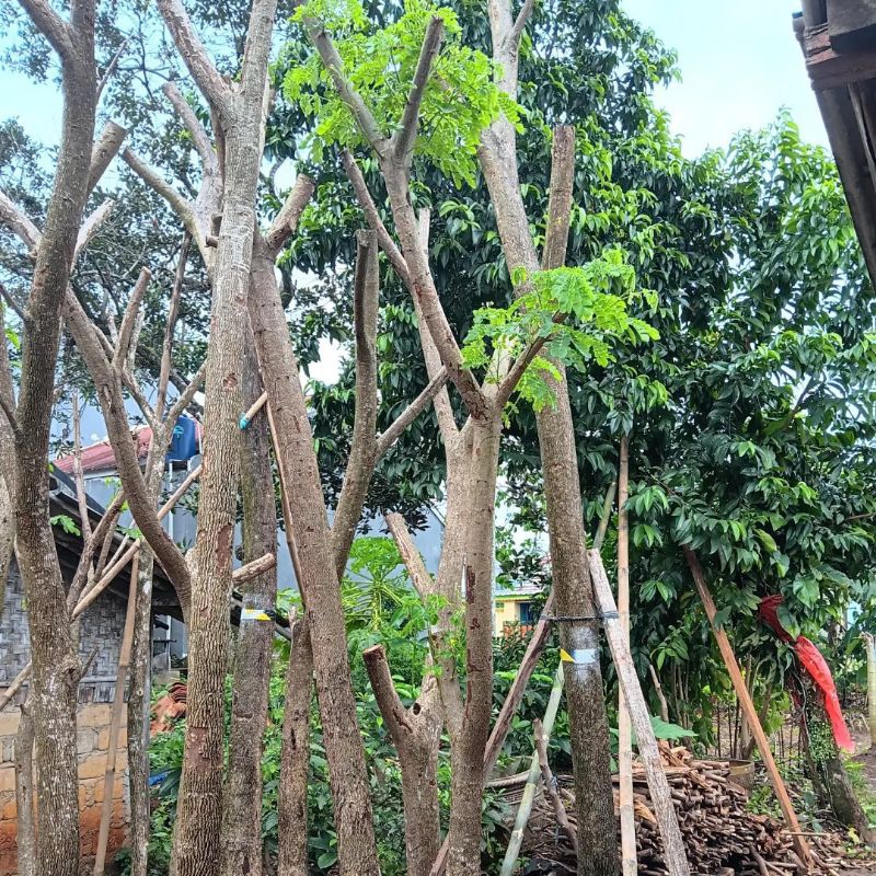 Jual POHON TREMBESI BERAGAM UKURAN | Shopee Indonesia