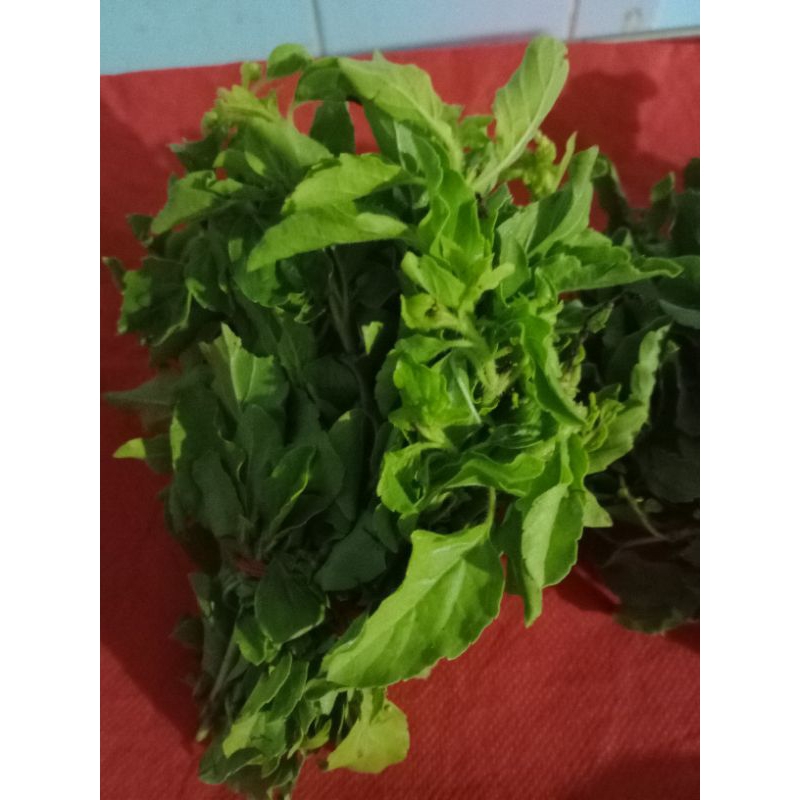 Jual Daun Pandan / Daun Ruku Ruku | Shopee Indonesia