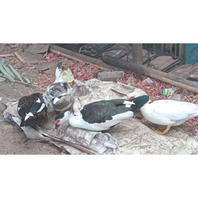 Jual daging entok mentok bebek itik fresh segar bukan beku jantan berat ...