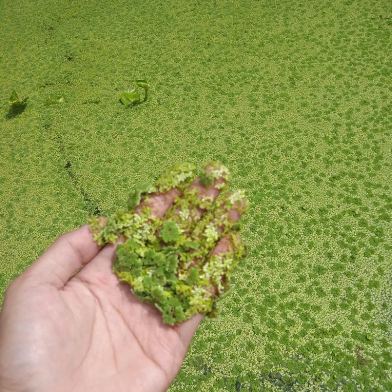 Jual Mix azolla+lemna+wolfia 100 gram | Shopee Indonesia