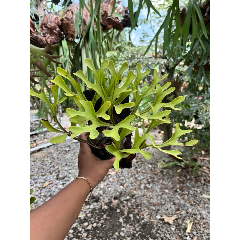 Jual RIDLEYI TANAMAN HIAS / Simbar menjangan / platycerium | Shopee ...