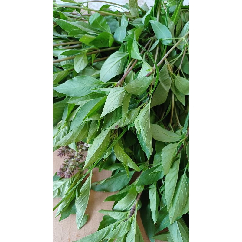 Jual 50 gram Daun basil Segar/daun selasih segar/Daun kemangi cina ...