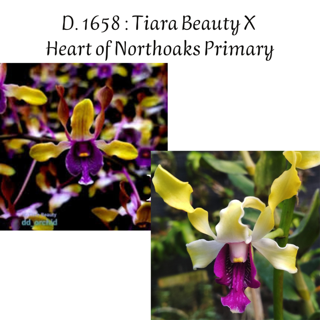 Jual Anggrek dendrobium tiara beauty x heart of northoaks primary ...