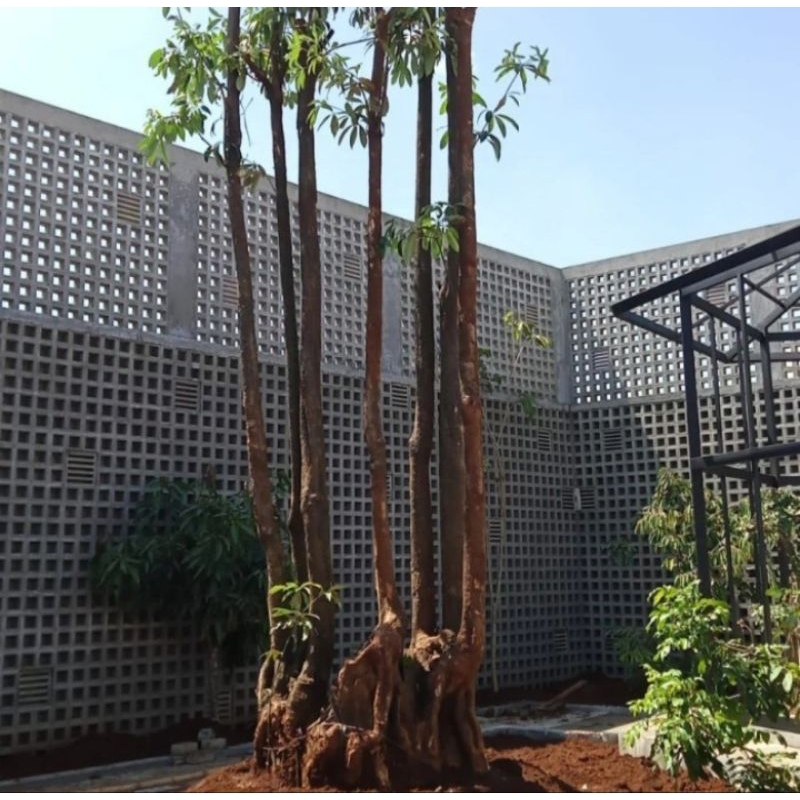 Jual Tanaman pelindung pule grouping//pohon penghijau lame grouping ...