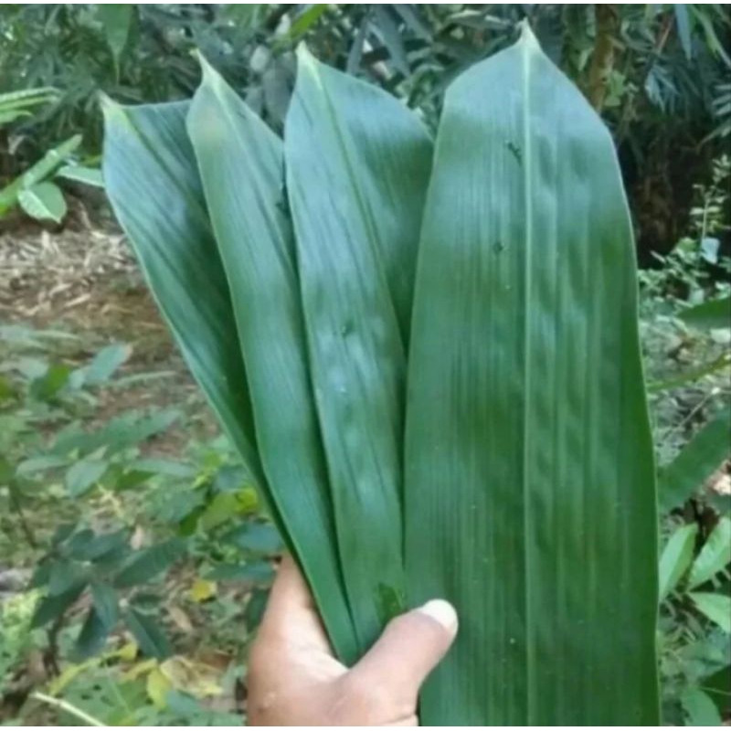 Jual DAUN POHON BAMBU ATAU DAUN PRING BESAR COCOK UNTUK KUWE BAKCANG ...