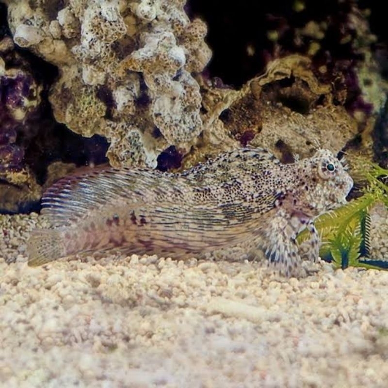 Jual ikan hias laut jabing glodok blenny cleaning crew pembersih alga ...