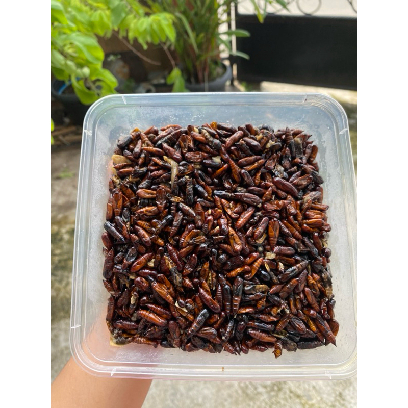 Jual ungkrung/entung jati mateng | Shopee Indonesia