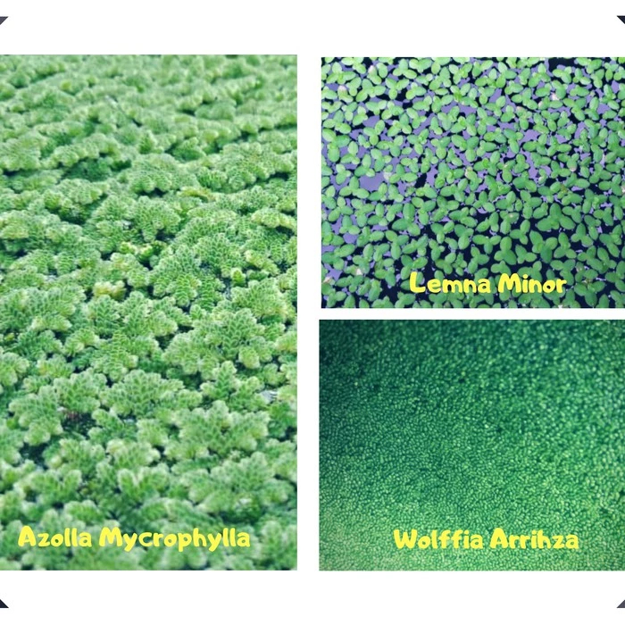 Jual Mix azolla+lemna+wolfia 100 gram | Shopee Indonesia