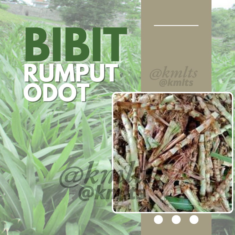Jual BIBIT RUMPUT ODOT SUPER KUALITAS UNGGUL PER BATANG | Shopee Indonesia