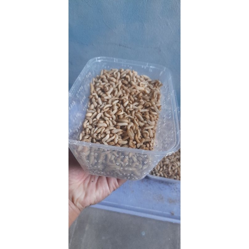 Jual Maggot Fresh Usia 8hari 300gram umpan Mancing,isi lebih banyak ...