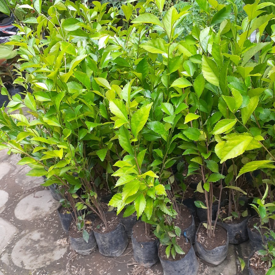 Jual GRATIS ONGKIR Bibit Tanaman Tetehan/ Bibit Teh Tehan FREE