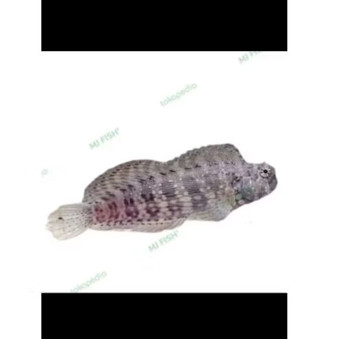 Jual Ikan Hias Laut Jabing Glodok | Shopee Indonesia