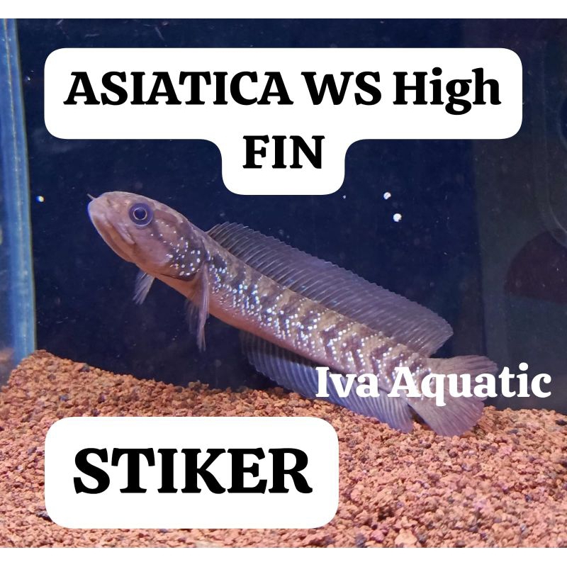 Jual STIKER ASIATICA HIGH FIN 10-11 cm | Shopee Indonesia