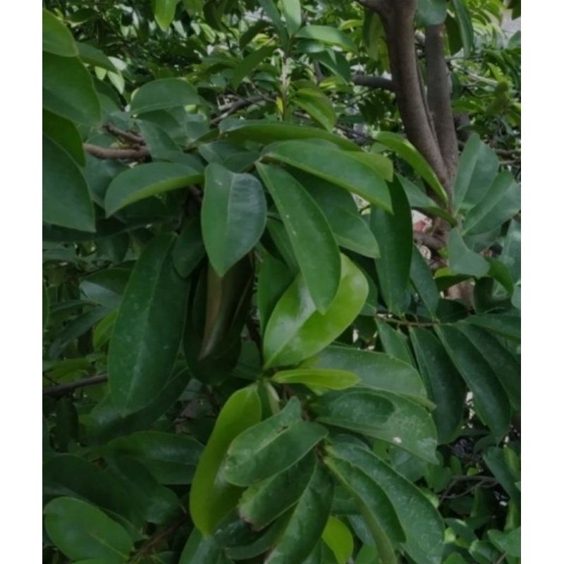 Jual daun sirsak segar berkualitas 100 lembar | Shopee Indonesia