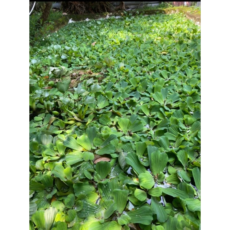 Jual tanaman apu apu big size | Shopee Indonesia