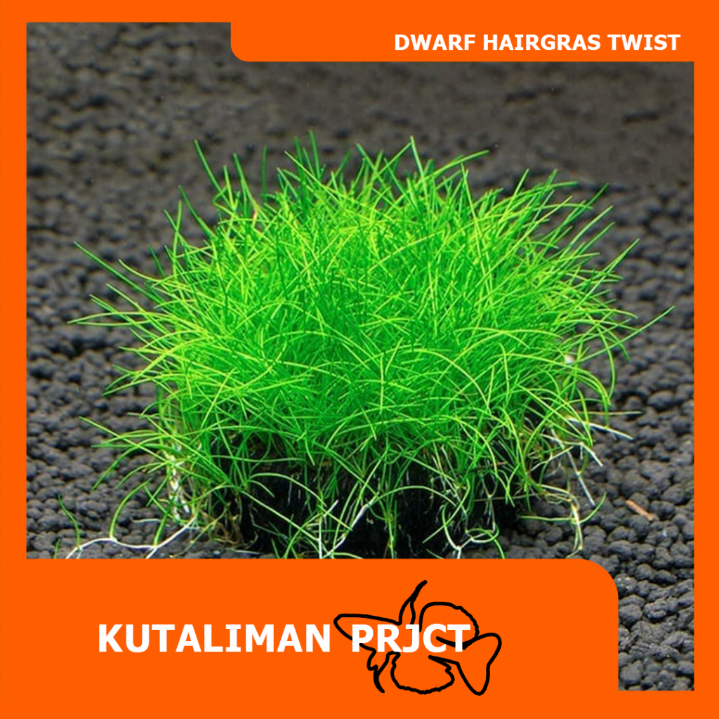 Jual HAIRGRASS DWARF MINI TWIST (ELEOCHARIS PARVULA MINI) | Shopee ...