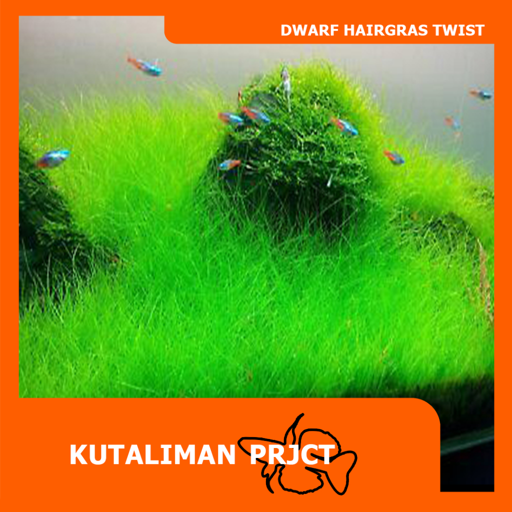 Jual HAIRGRASS DWARF MINI TWIST (ELEOCHARIS PARVULA MINI) | Shopee ...