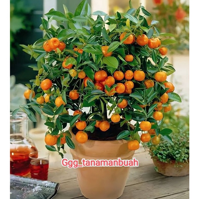 Jual Buruan Serbu Bibit Jeruk Santang Madu Kondisi Sudah Berbuah ...
