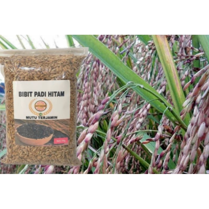 Jual promo padi hitam beras hitam super | Shopee Indonesia