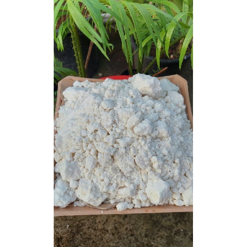 Jual SAGU BASAH PAPEDA 100% ORI TANPA BAHAN CAMPURAN KEMASAN 1 KG ...