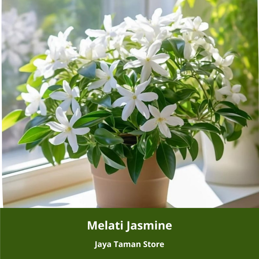 Jual Promo COD!!! Tanaman Hias Melati Rembosa Mini - Malati Mini Hijau ...
