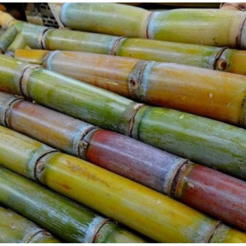 Jual TEBU KUNING ASLI POTONGAN 30 CM | Shopee Indonesia