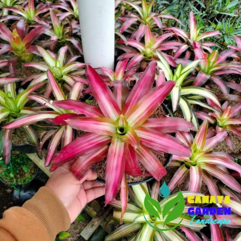 Jual Tanaman hias bromelia tricolor - Bromelia tri color | Shopee Indonesia