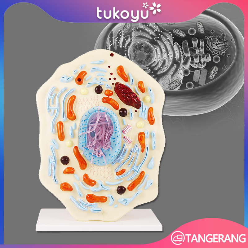 Jual Animal Cell Model Classroom Teaching Aid-Science Animal Cell ...