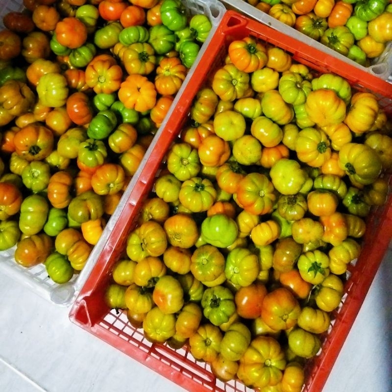 Jual Tomat Ranti 1 KG | Shopee Indonesia