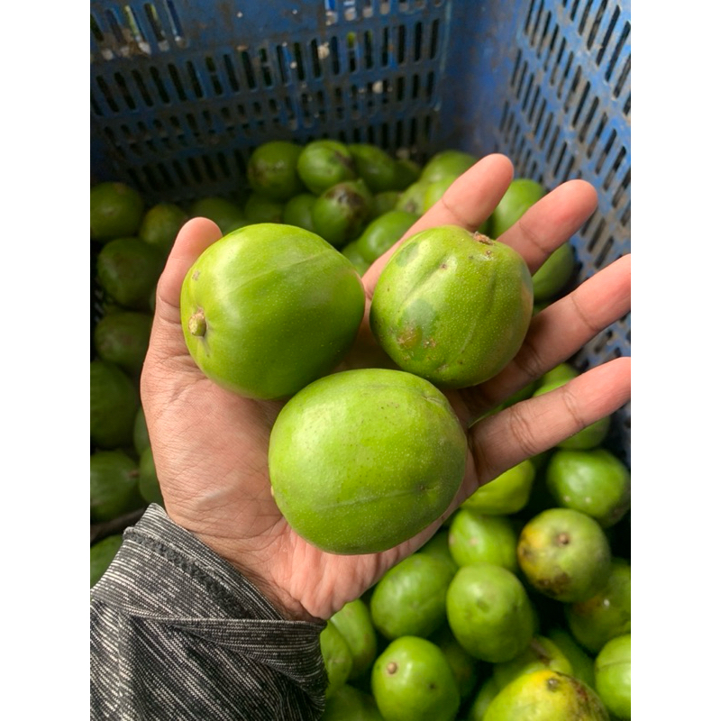 Jual Kang Pelem - Kedondong Super | Kedondong Bangkok | Cocok Untuk ...