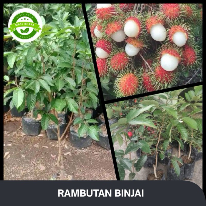 Jual RAMBUTAN BINJAI | Shopee Indonesia