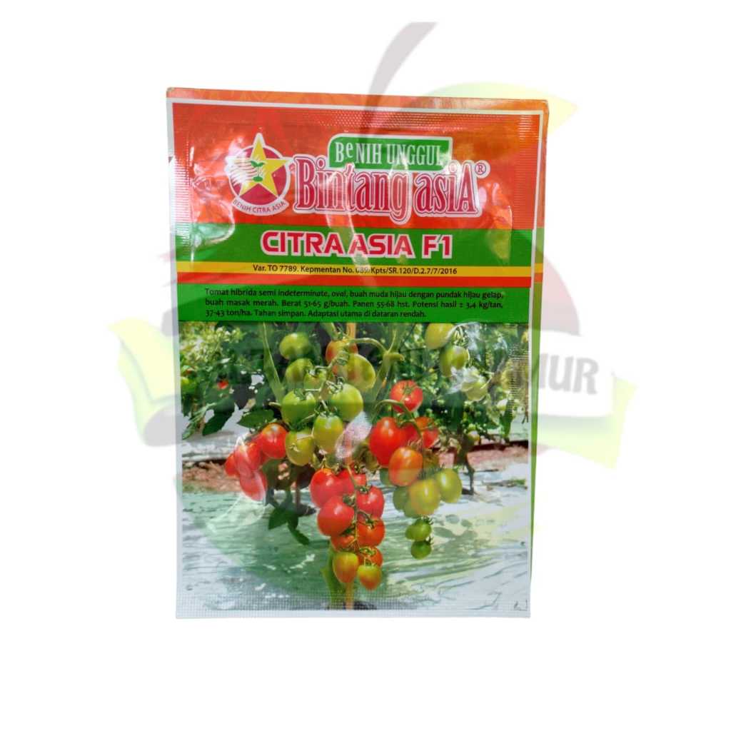 Jual Benih Tomat CITRA ASIA F1 isi 5 gram BINTANG ASIA | Shopee Indonesia