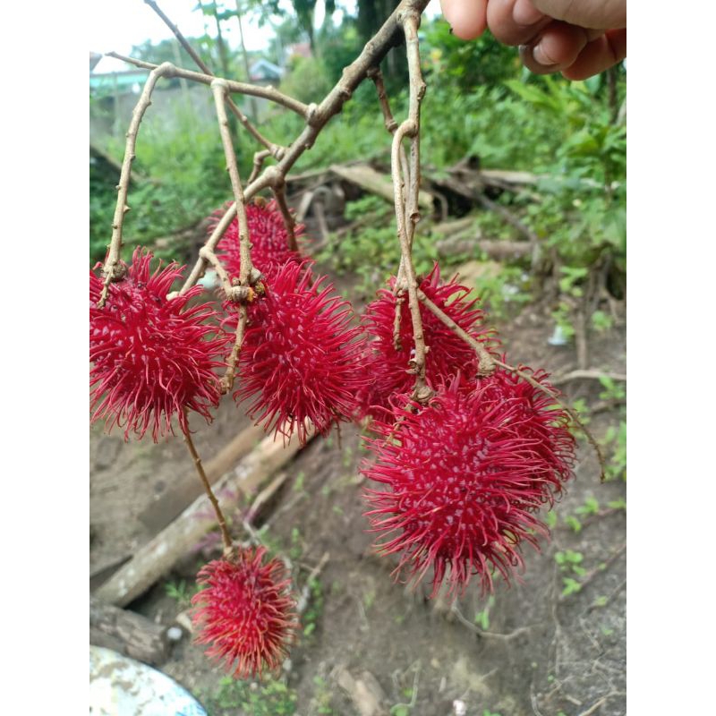 Jual 1 KG Buah Rambutan Aceh Parakan Manis Ngelotok | Shopee Indonesia