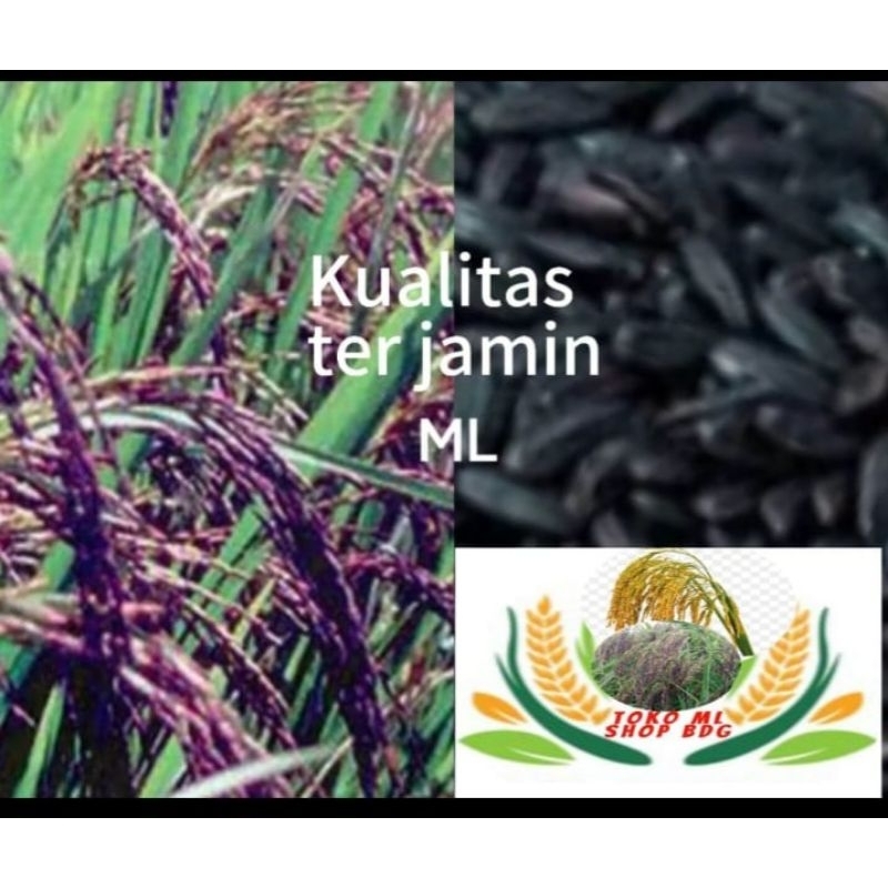 Jual Padi ketan hitam original 1000 gram | Shopee Indonesia