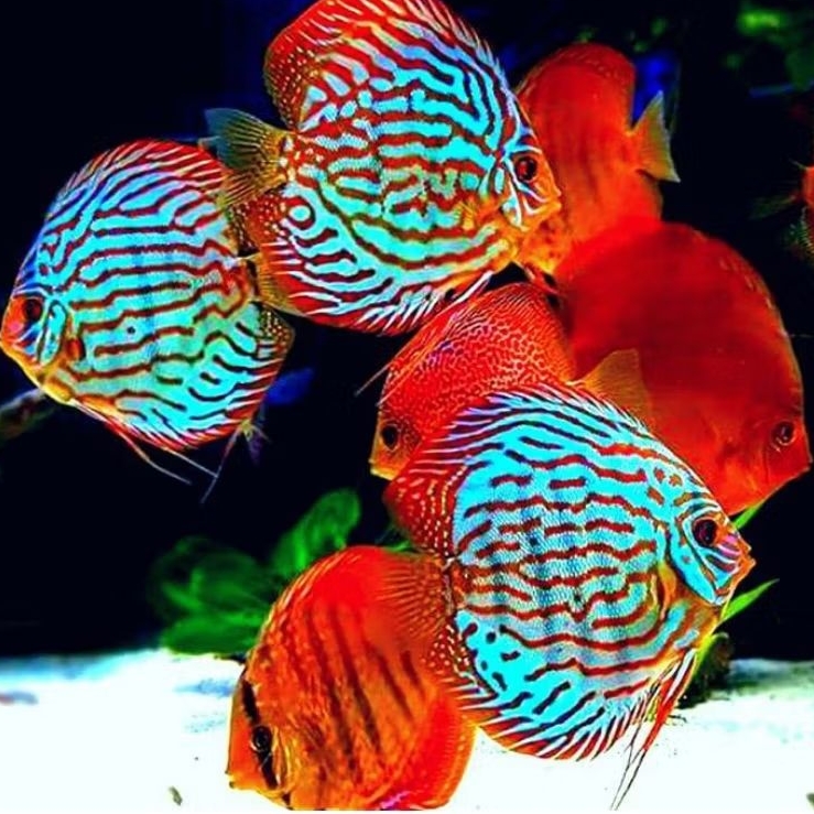 Jual Discus Aquascape Kombinasi warna dan jenis ukuran 1,5 inchi ...