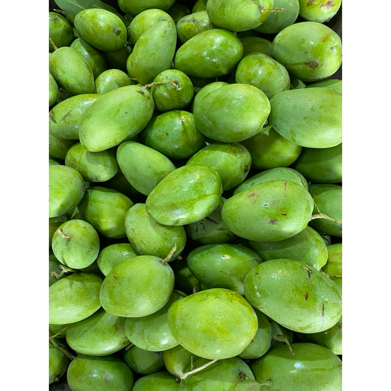 Jual Buah Mangga muda / mangga rujak / mangga mentah | Shopee Indonesia